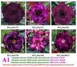 A1. Adenium obesum Multi-petals mixed breeds
