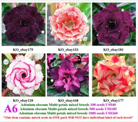 A6. Adenium obesum Multi-petals mixed breeds