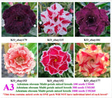 A3. Adenium obesum Multi-petals mixed breeds