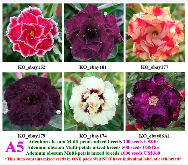 A5. Adenium obesum Multi-petals mixed breeds