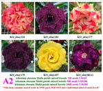 A2. Adenium obesum Multi-petals mixed breeds