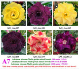 A7. Adenium obesum Multi-petals mixed breeds