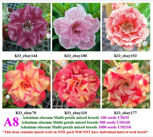 A8. Adenium obesum Multi-petals mixed breeds