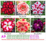 A9. Adenium obesum Multi-petals mixed breeds