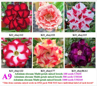 A9. Adenium obesum Multi-petals mixed breeds
