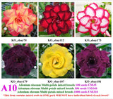 A10. Adenium obesum Multi-petals mixed breeds
