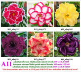 A11. Adenium obesum Multi-petals mixed breeds