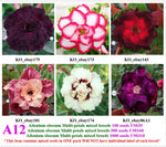 A12. Adenium obesum Multi-petals mixed breeds