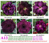 A13. Adenium obesum Multi-petals mixed breeds