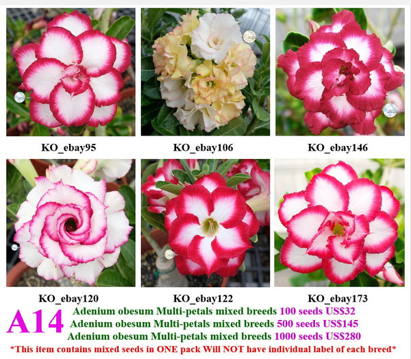 A14. Adenium obesum Multi-petals mixed breeds