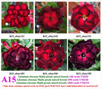 A15. Adenium obesum Multi-petals mixed breeds