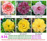 A16. Adenium obesum Multi-petals mixed breeds