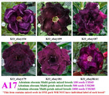 A17. Adenium obesum Multi-petals mixed breeds