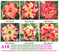 A18. Adenium obesum Multi-petals mixed breeds