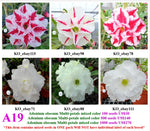 A19. Adenium obesum Multi-petals mixed breeds