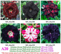 A20. Adenium obesum Multi-petals mixed breeds