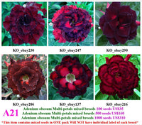 A21. Adenium obesum Multi-petals mixed breeds