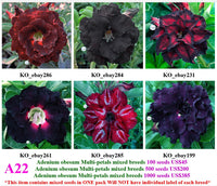 A22. Adenium obesum Multi-petals mixed breeds