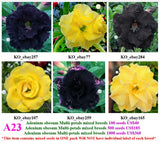 A23. Adenium obesum Multi-petals mixed breeds
