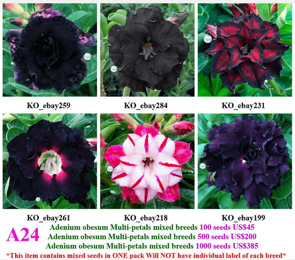 A24. Adenium obesum Multi-petals mixed breeds