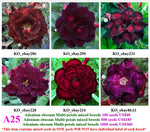 A25. Adenium obesum Multi-petals mixed breeds