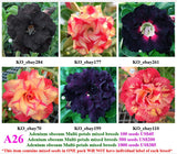 A26. Adenium obesum Multi-petals mixed breeds