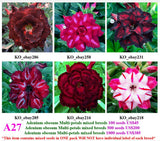 A27. Adenium obesum Multi-petals mixed breeds