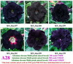 A28. Adenium obesum Multi-petals mixed breeds