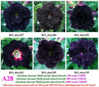 A28. Adenium obesum Multi-petals mixed breeds