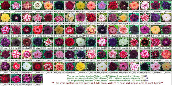 You are purchasing Adenium "Mixed breeds" 100 confirmed varieties seeds
