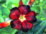 You are purchasing fresh seeds of Adenium obesum Black Fire