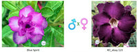 Adenium obesum Blue Spirit x KO_ebay123 ( ♂x♀ Pollination seeds)