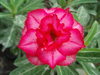 You are purchasing fresh seeds of Adenium Obesum Double Blush