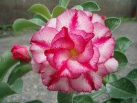 You are purchasing fresh seeds of Adenium Obesum Double Moons