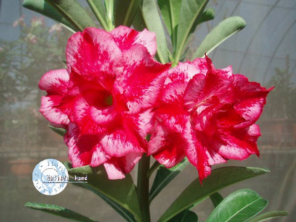 You are purchasing fresh seeds of Adenium Obesum Excellent Lover