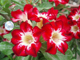 You are purchasing fresh seeds of Adenium Obesum Flame of Love