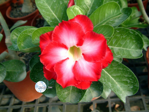 You are purchasing fresh seeds of Adenium Obesum Fragrant Cloud