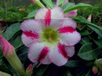 You are purchasing fresh seeds of Adenium Obesum Fragrant Delight