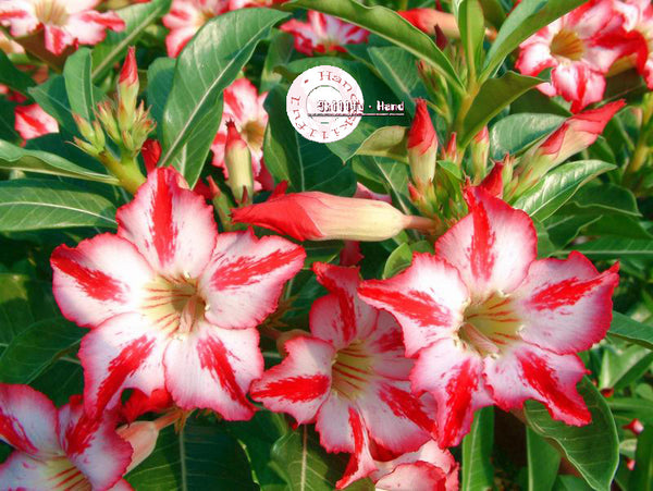 You are purchasing fresh seeds of Adenium Obesum Harry Potter