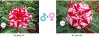 Adenium obesum KO_ebay07 x 24 ( ♂x♀ Pollination seeds)