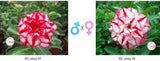 Adenium obesum KO_ebay07 x 36 ( ♂x♀ Pollination seeds)