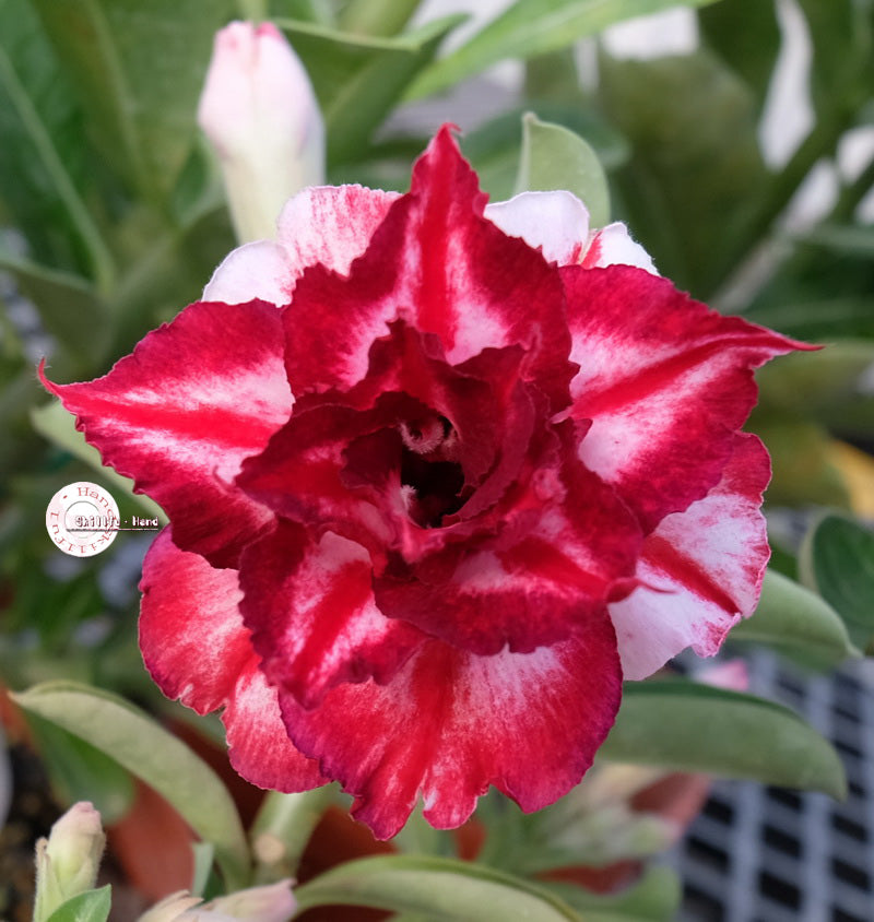 Adenium Obesum KO_ebay103 Seeds – adenium.com.tw online store