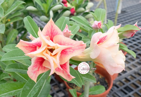 You are purchasing fresh seeds of Adenium KO_ebay104