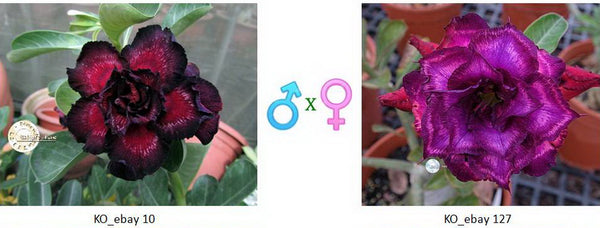 Adenium obesum KO_ebay10 x 127 ( ♂x♀ Pollination seeds)