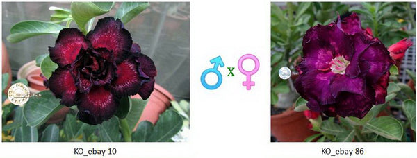 Adenium obesum KO_ebay10 x 86 ( ♂x♀ Pollination seeds)