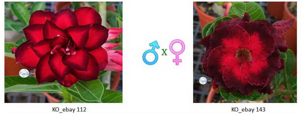 ebay seeds and plants We are professional team of planting Adeniums and produing seeds. – adenium.com.tw online store