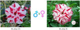 Adenium obesum KO_ebay115 x 36 ( ♂x♀ Pollination seeds)