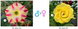 Adenium obesum KO_ebay116 x 107 ( ♂x♀ Pollination seeds)