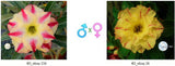 Adenium obesum KO_ebay116 x 26 ( ♂x♀ Pollination seeds)