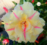 You are purchasing fresh seeds of Adenium KO_ebay117